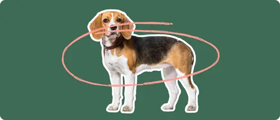 A brown and white Beagle with a pink circle to indicate obesity