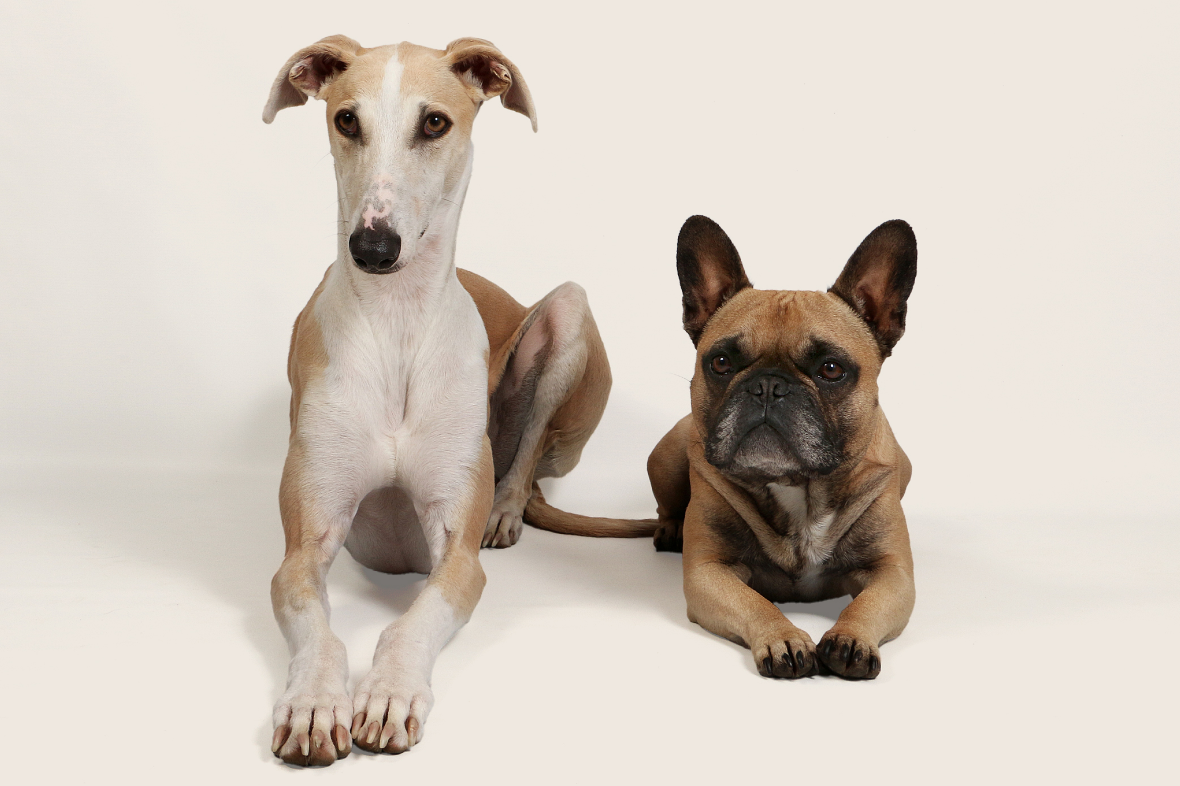 A white and tan whippet dog laying down next to a brown french bull dog on a beige background