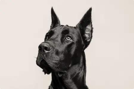 Great Dane