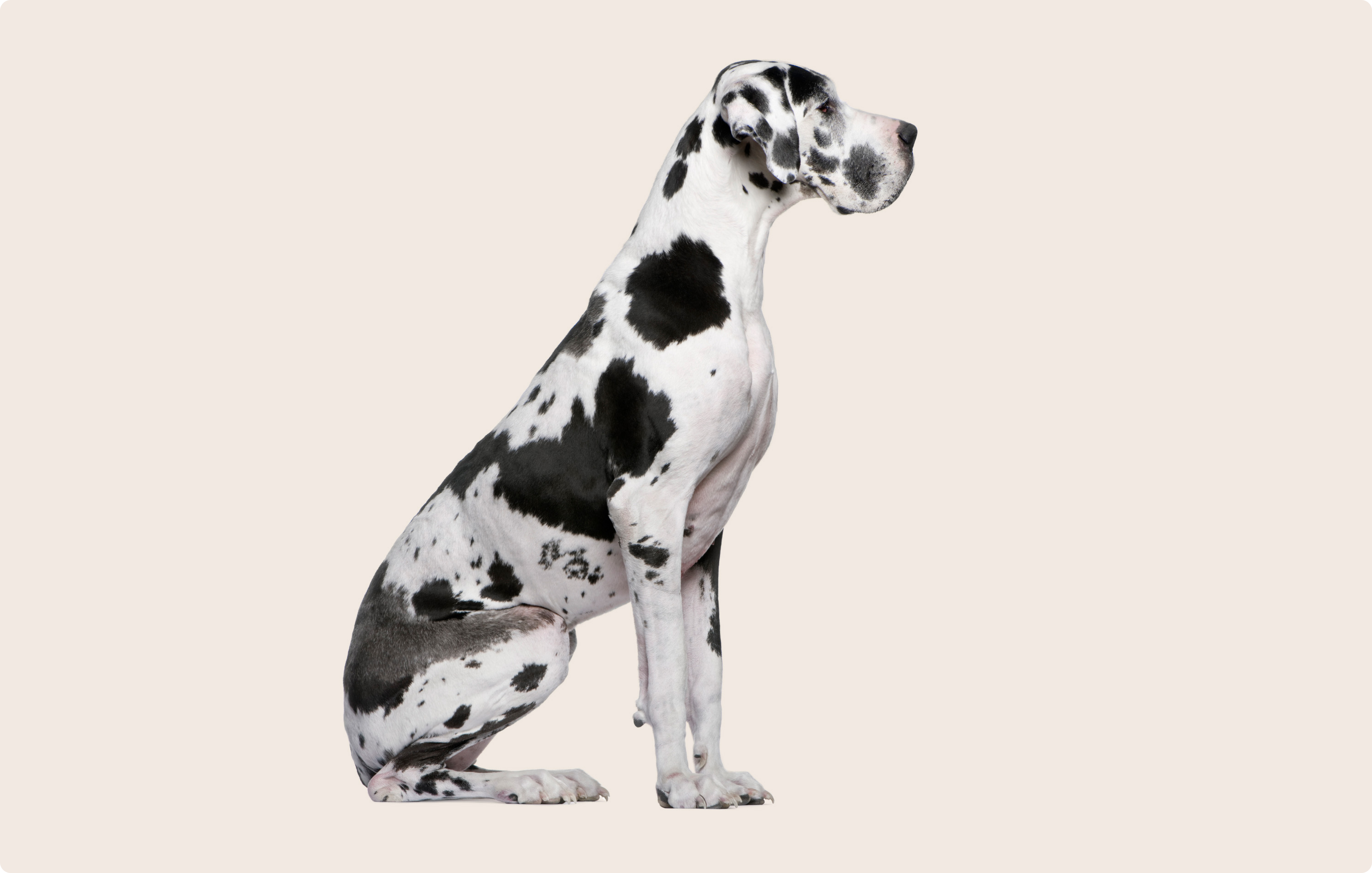 A Great Dane sits in profile, displaying a striking black and white patched coat. The dog gazes forward, showing a calm and attentive expression, highlighted against a plain light background.