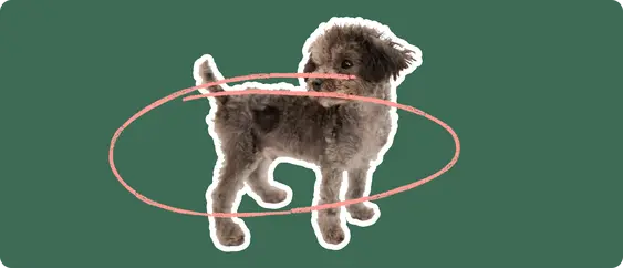 Chipoo