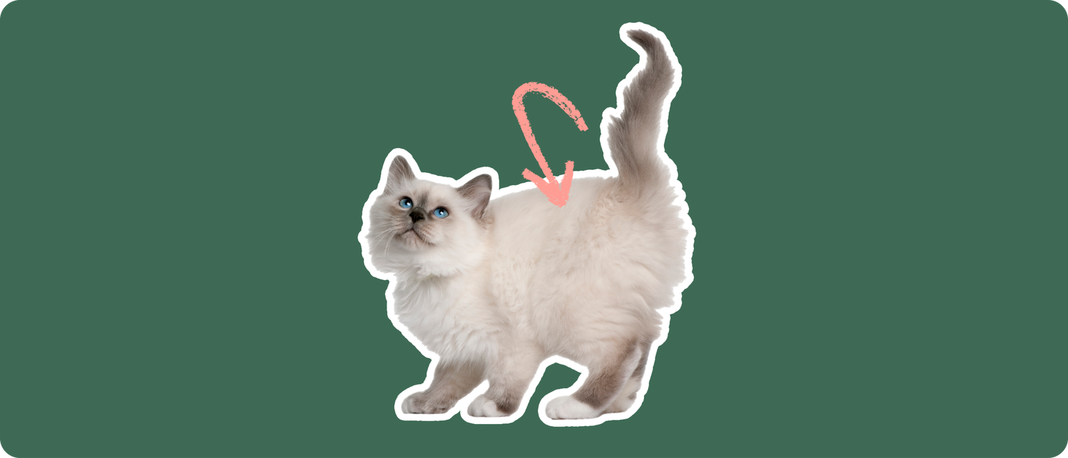 A Birman kitten, with a white outline and a pink arrow pointing to it's kidneys