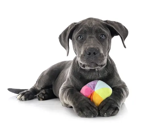 Cane Corso puppy