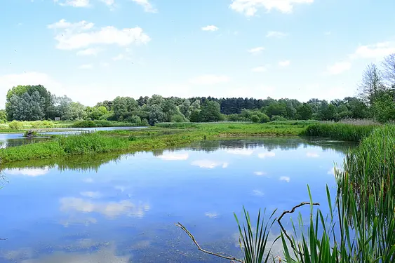 Image of a lake in Lackford Lakes on a sunny day
