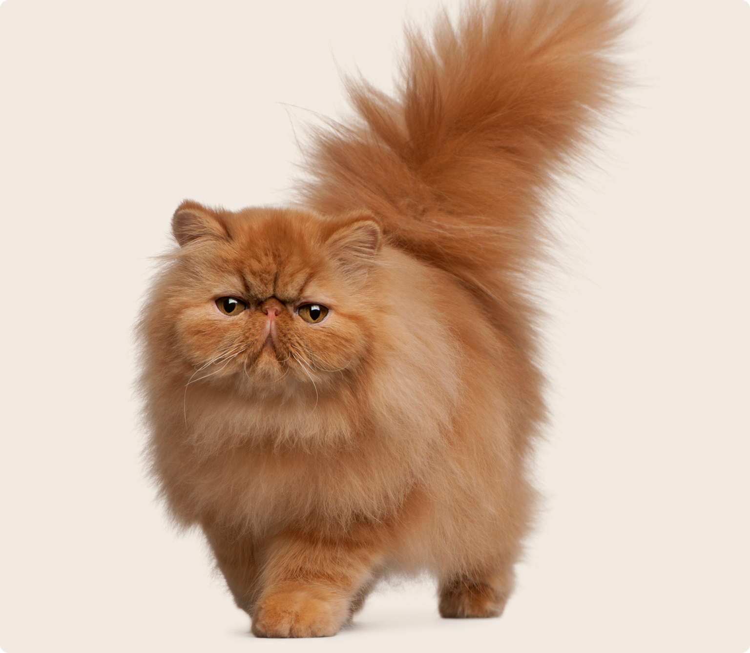 Persian