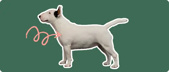 Image of a Bull Terrier with a pink arrow drawn to its chest