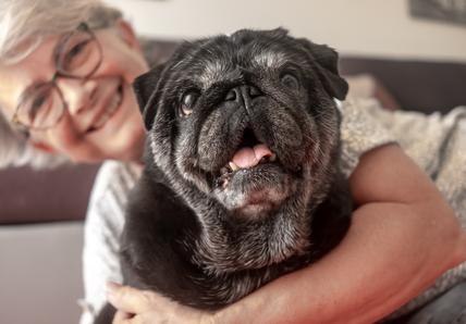 Image of a grey old dog with its owner