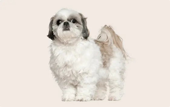 shih tzu