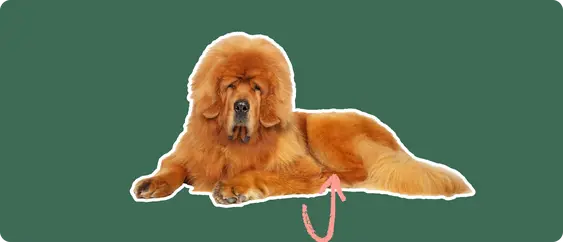 A Tibetan Mastiff cut out with a white outline, with a pink arrow pointing to it's stomach, on a solid green background