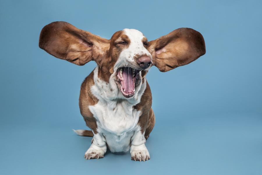 Basset Hound with large ears