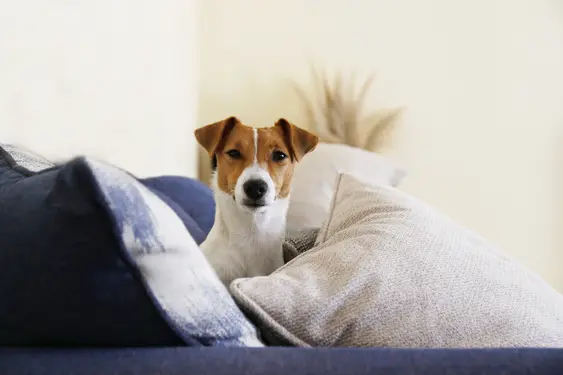Jack Russell terrier puppy with folded ears chilling on the couch in pile of colorful cushions with textured print
