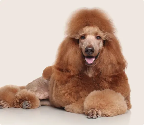 Image of a brown poodle on a beige background