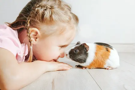 A child with her pet guinea pig