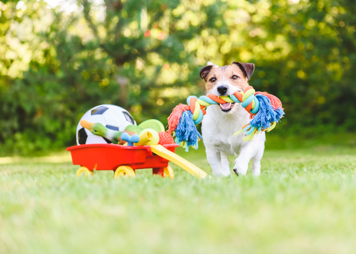 Image of a Jack Russell playing outside with a toy in its mouth