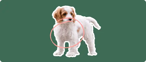 Cavachon puppy