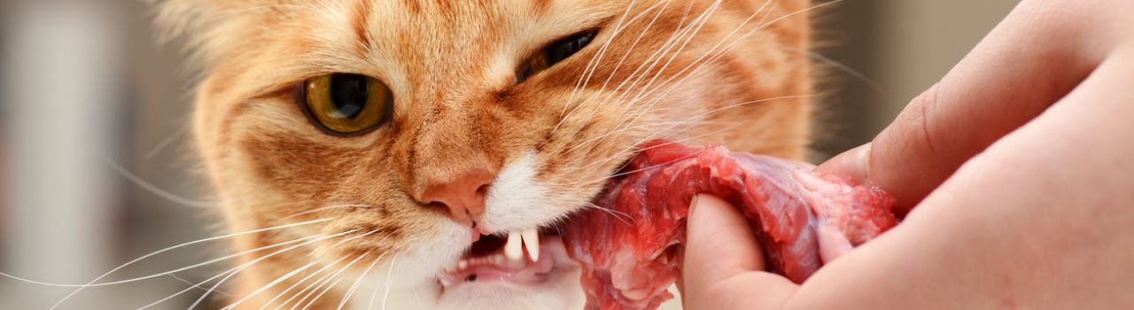 Cat eating raw meat