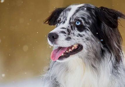 Blue Merle Australian Shepherd dog