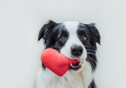 Dog holding love heart plush