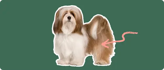 Lhasa Aspo
