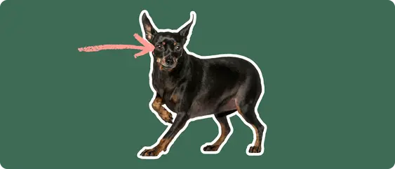 Miniature Pinscher with a pink arrow drawn to its eye