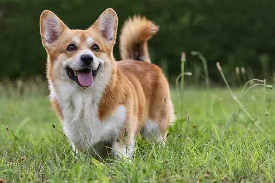 Image of a Welsh Corgi outside in the grass