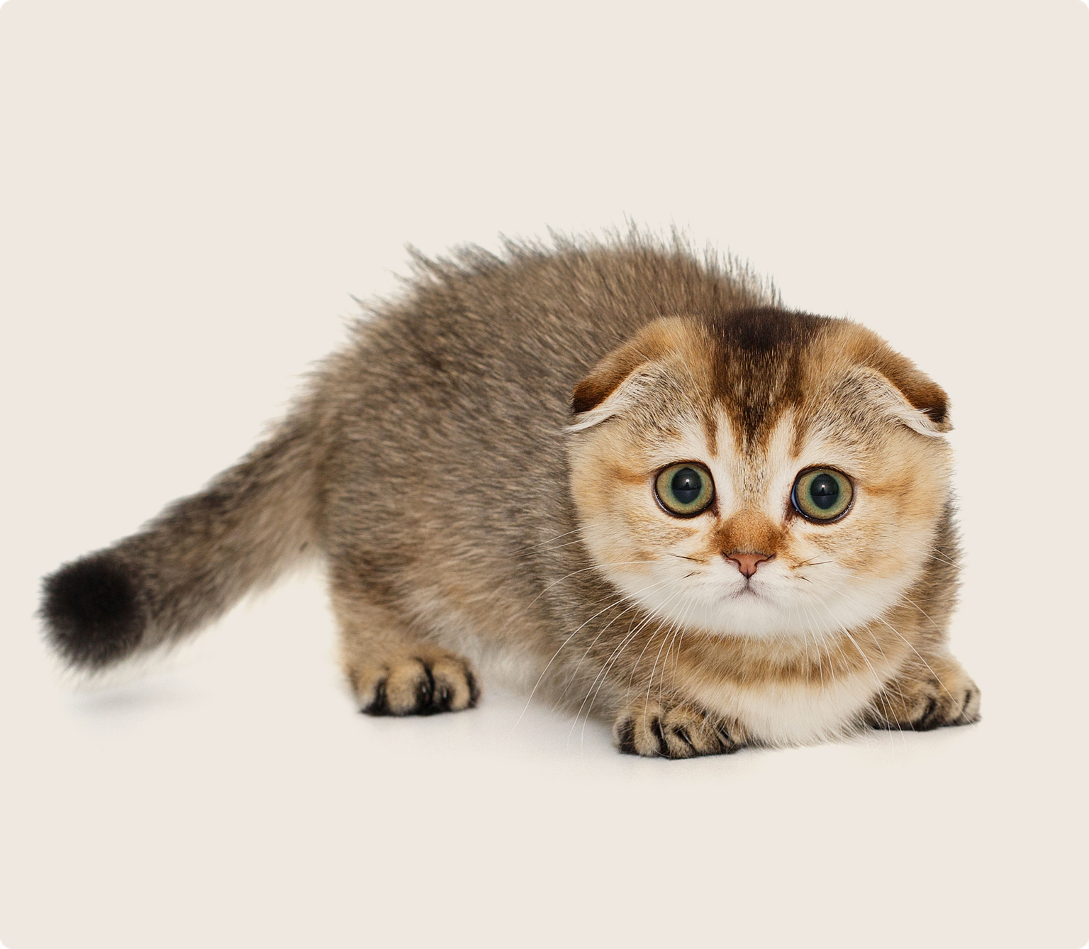 A scottish fold kitten on a beige background