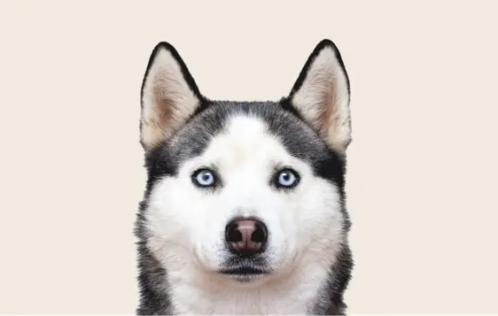 Image of a Siberian Husky with blue eyes looking into the camera on a beige background