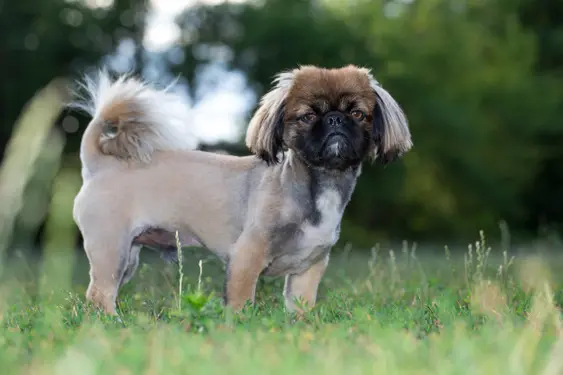 shaved pekingese dog stands on grass outside