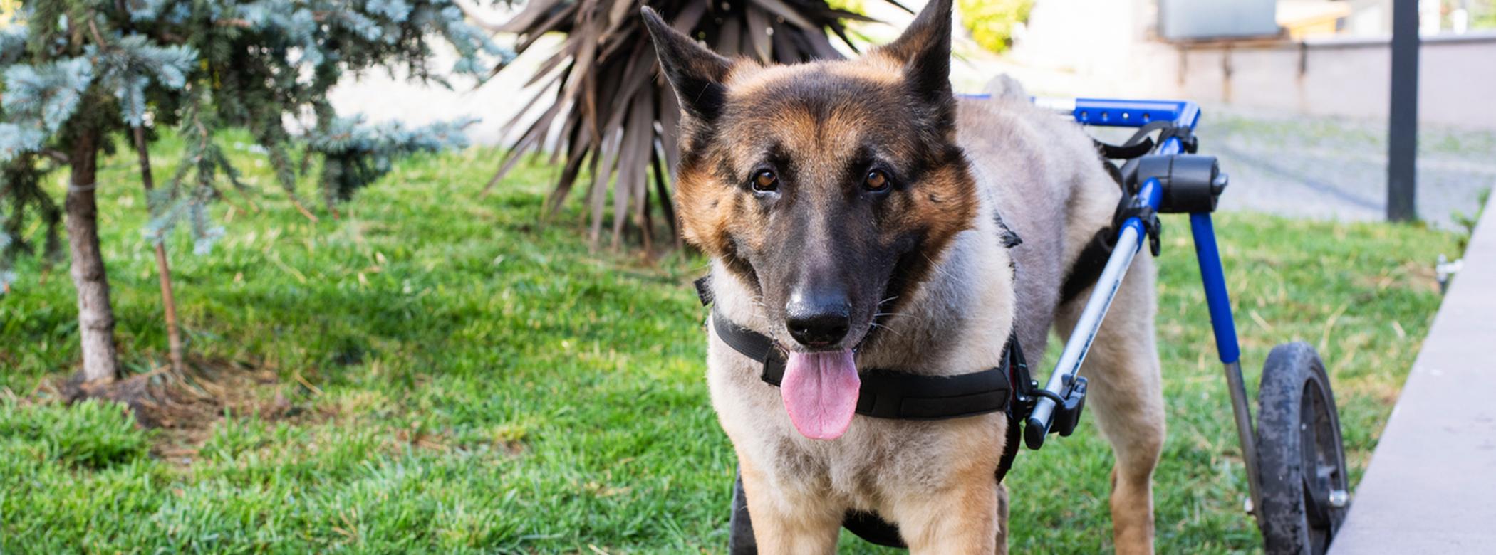 German Shepherd with wheelchair