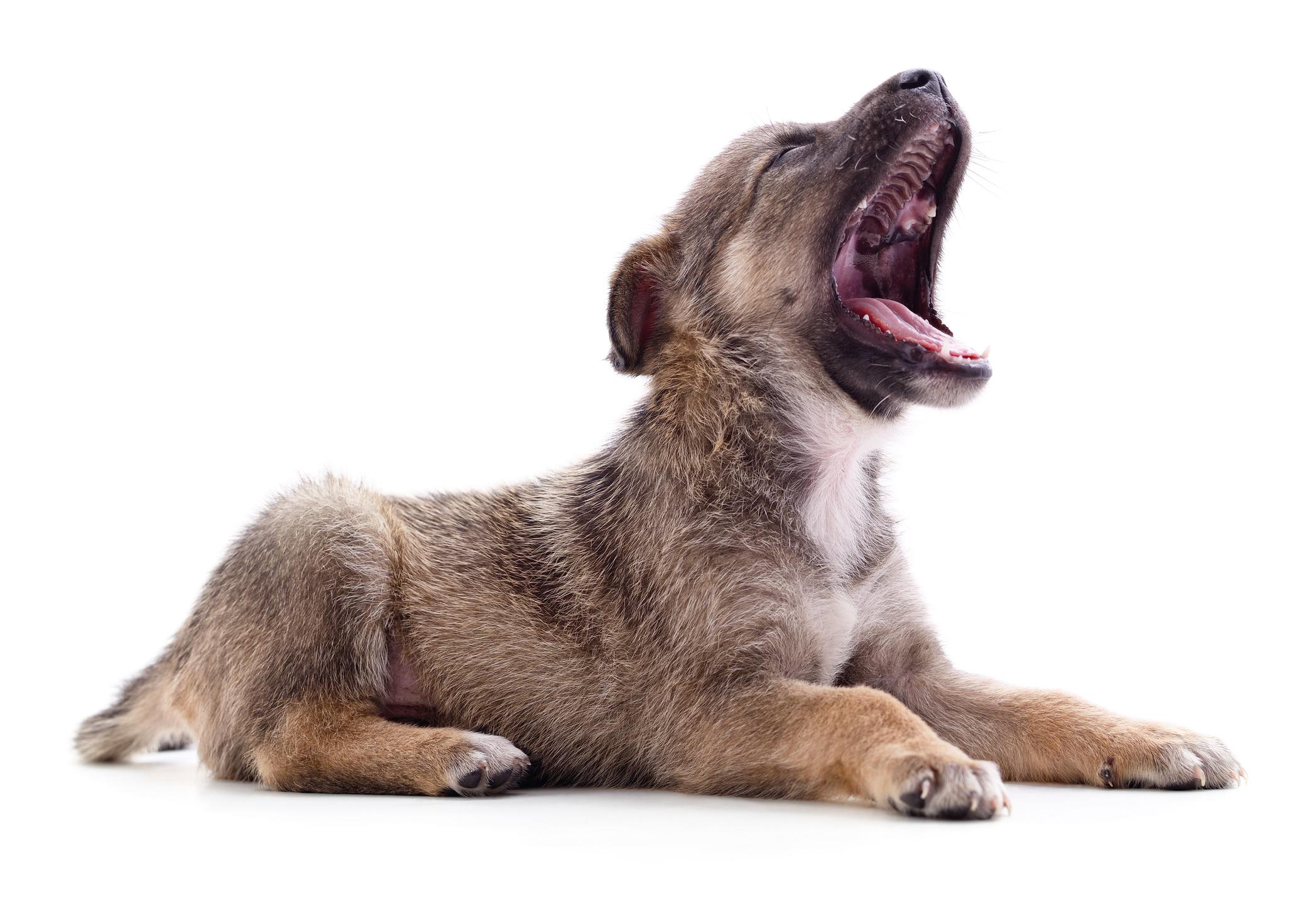 A brown puppy yawning