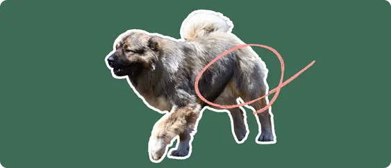 Caucasian Shepherd with a pink arrow drawn to its hip