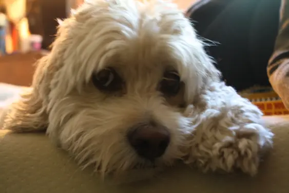 A close-up of a white, curly-haired Cockapoo dog resting its head on a cushion, with a soft-focus background that hints at a cozy indoor setting. The dog's eyes convey a sense of calm and contentment.
