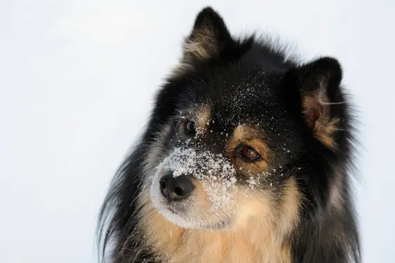 Finnish Lapphund with snow on their face and head tilted