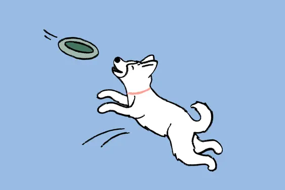 Dog Sports