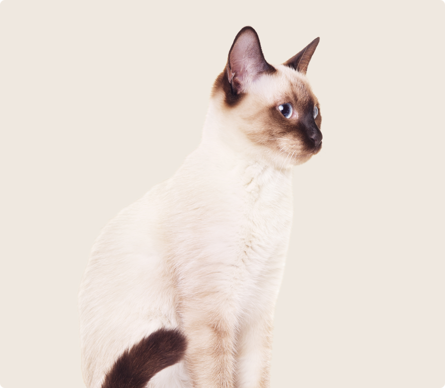 Sideview of a Thai cat on a beige background