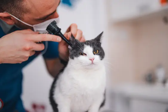 A veterinarian in a white mask uses an otoscope to examine the ear of a displeased gray and white cat sitting on an examination table.