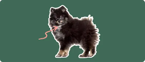 Pomeranian