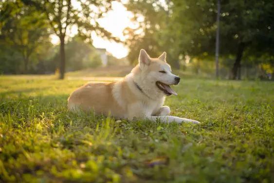 Shiba Inu image