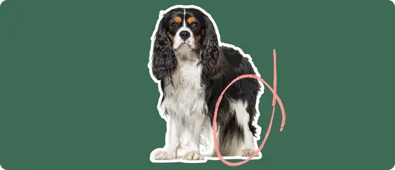 Image of a black-and-brown cvalier king charles spaniel with a pink circle drawn over its knee