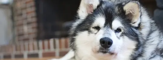 Alaskan Klee Kai dog is sitting on a wood floor in front of a fireplace. This dog has Cushing's disease and one of the side effects is extreme thirst and panting. The red on his coat is from excess hormone secretions that are also caused by the disease