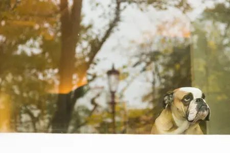 bulldog looking out window after owner leaves, reflection in windows showing trees, sky, and lamp