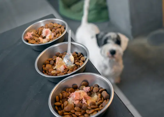 Dog looking at three food bowls