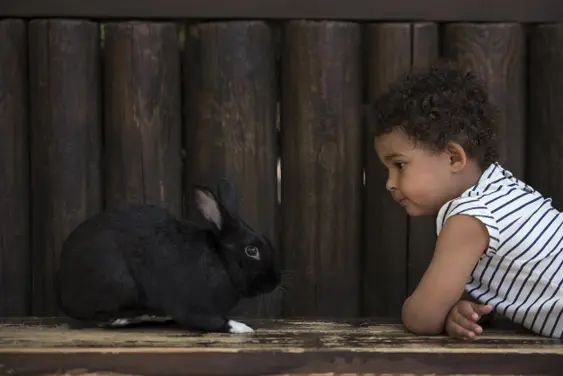 A child with a a pet rabbit