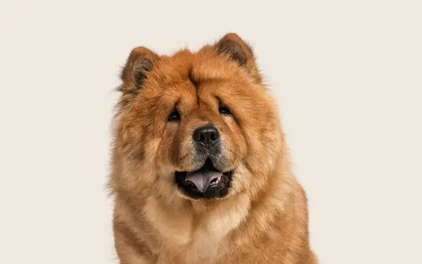 Golden Chow Chow sitting