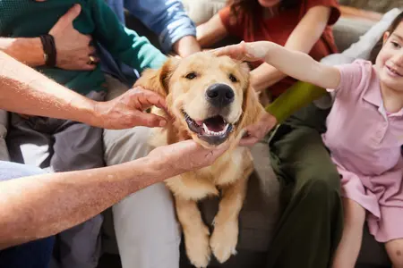 A golden retriever dog being pet by multiple people