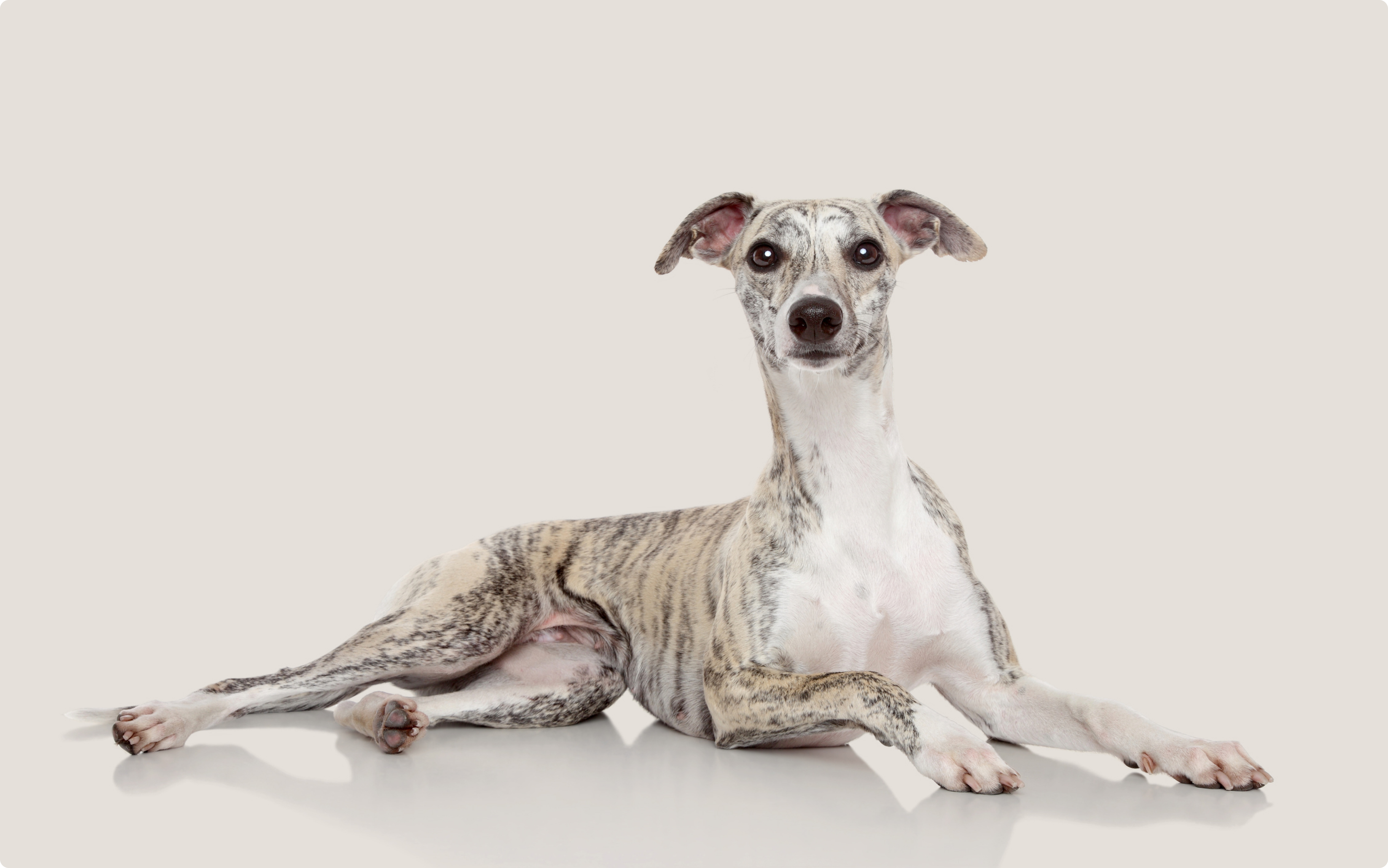 Whippet