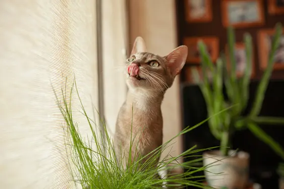 A grey Abyssinian licks their lips, they're sat near a window and a plant