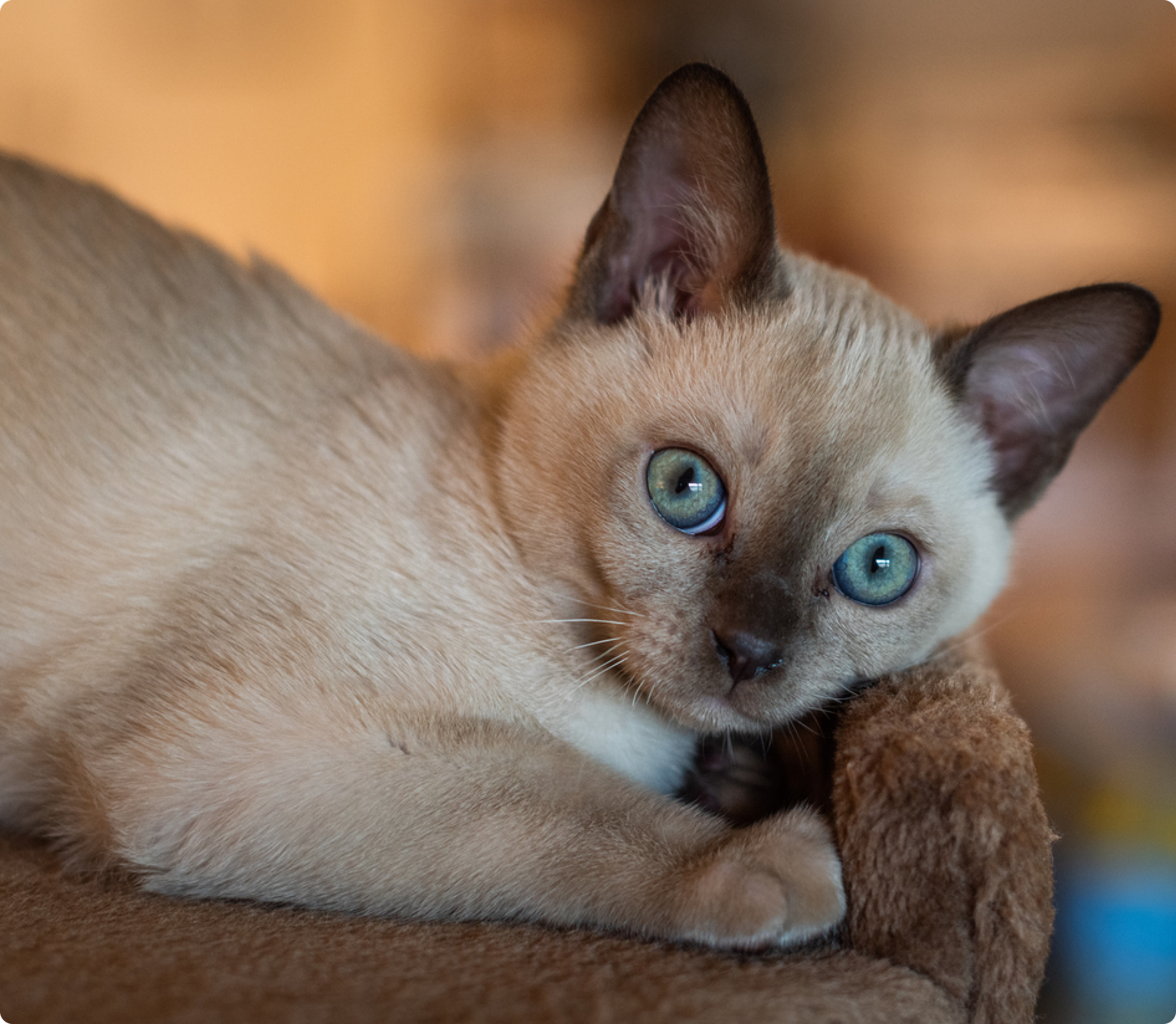 A Tonkinese kitten snuggling on a brown chair