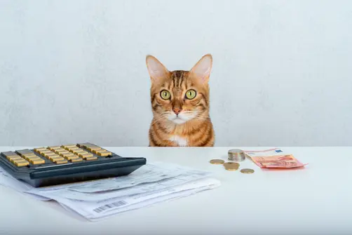 Cat by a calculator
