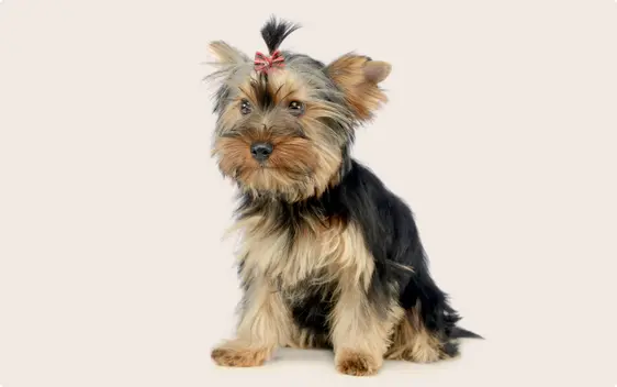 Yorkshire terrier